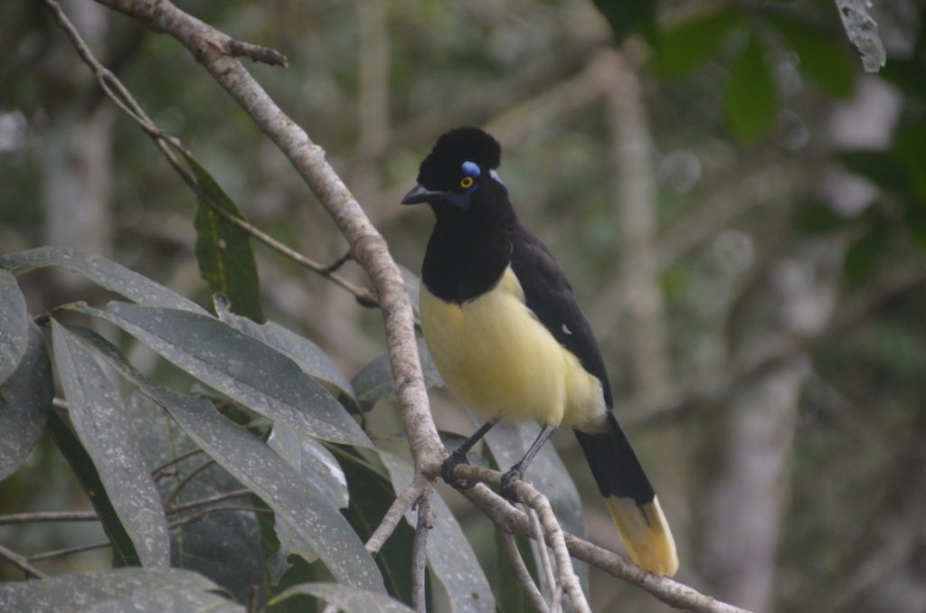 イグアス国立公園内にある鳥