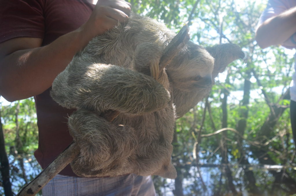 アマゾン川で捕獲したナマケモノ